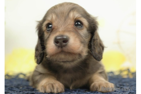 成約済の千葉県のミニチュアダックスフンド(ロングヘアード)-222810の3枚目